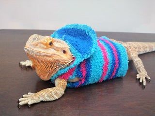 an orange and blue lizard wearing a sweater on top of a wooden table next to a white wall