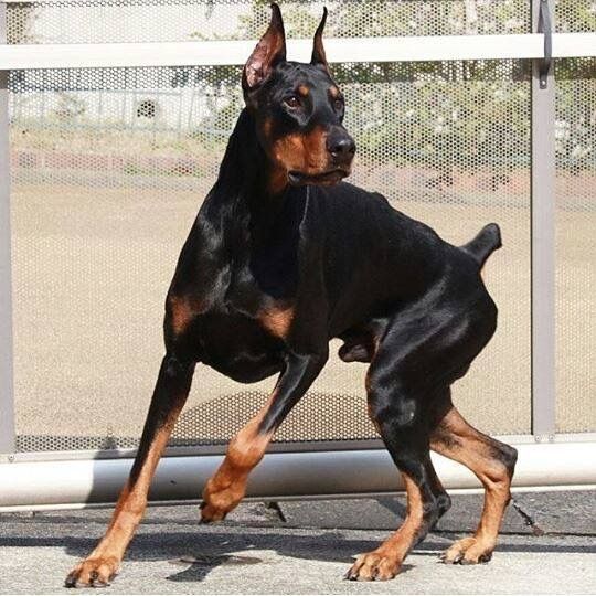 a black and brown dog standing on top of a sidewalk next to a metal fence