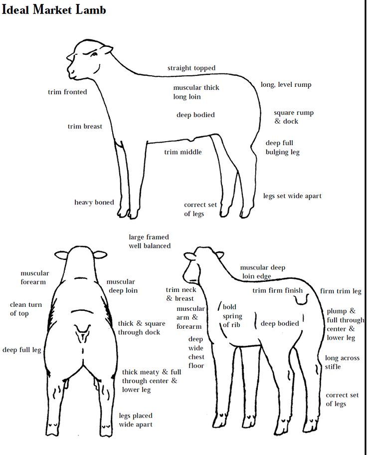 an animal diagram with the names and description for each animal in it's body