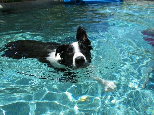 a black and white dog swimming in a pool