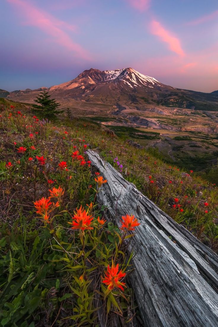 the sun is setting over a mountain with wildflowers in bloom and a fallen log