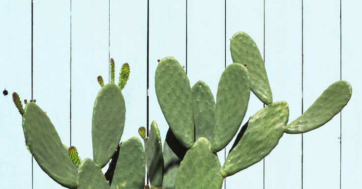 a green cactus is standing in front of a wooden fence