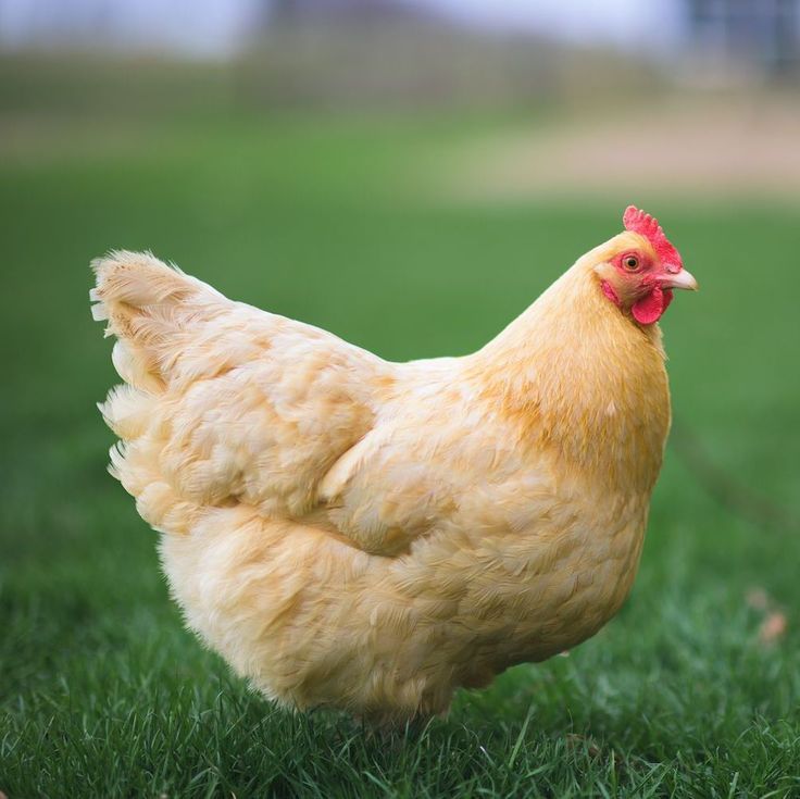 a close up of a chicken on some grass