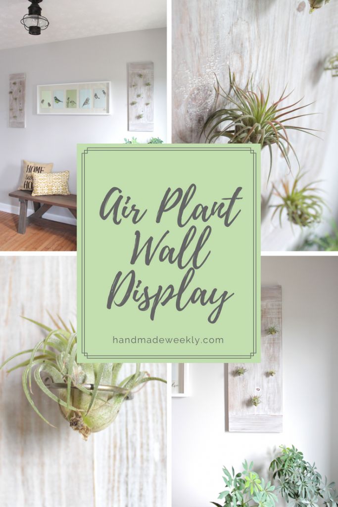 an air plant wall display with green plants and pictures on the wall behind it that says, air plant wall display