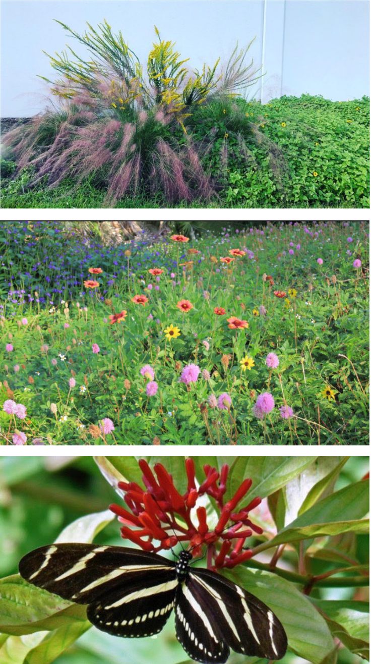 four different pictures of flowers and plants in the same photo, one with a butterfly on it