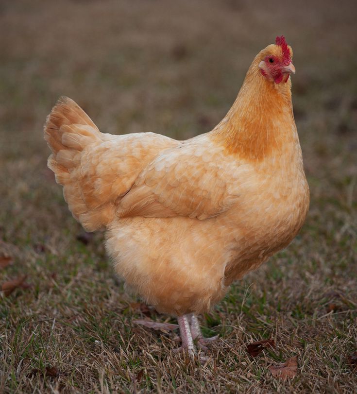 a brown chicken standing on top of a grass covered field