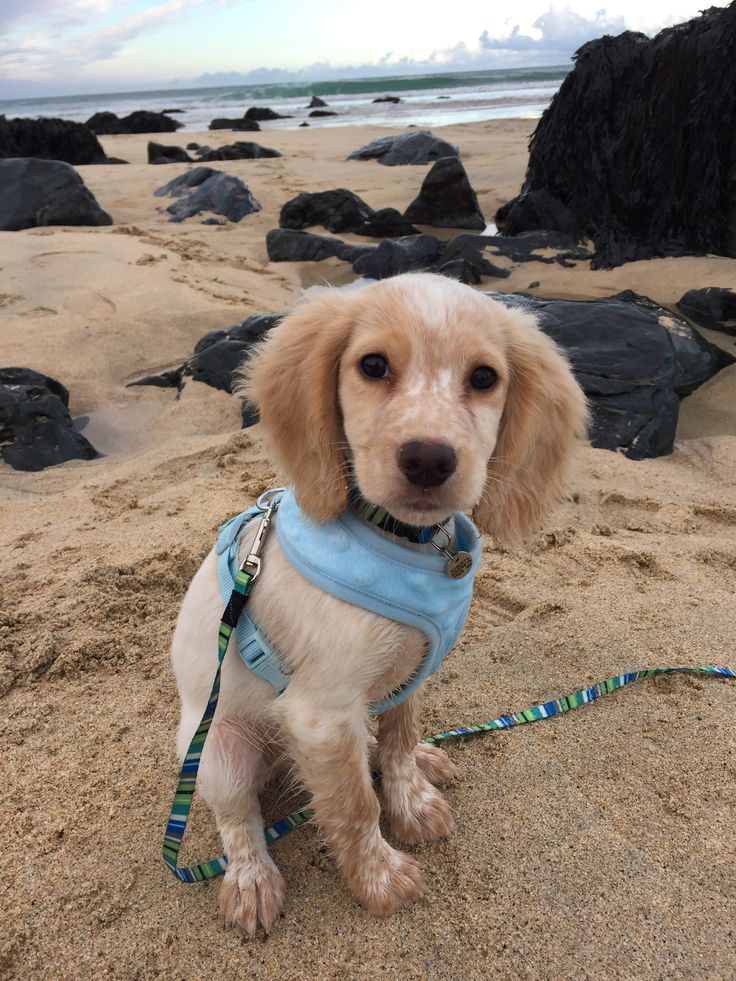 a small dog sitting on top of a sandy beach