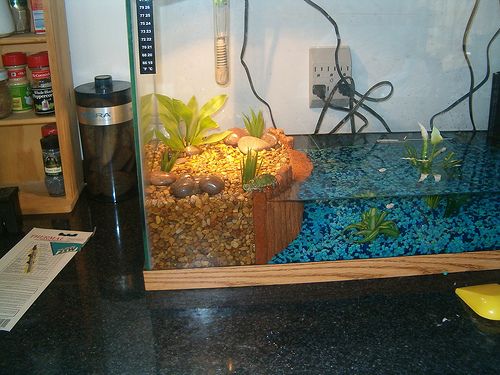 a fish tank filled with plants and rocks on top of a counter next to a yellow banana