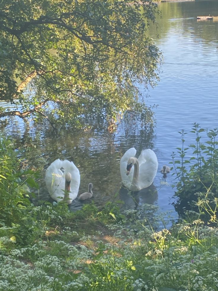 two swans are swimming in the water near some bushes and trees, while another swan is standing on the bank