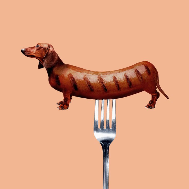 a brown dachshund standing on top of a fork with writing on it