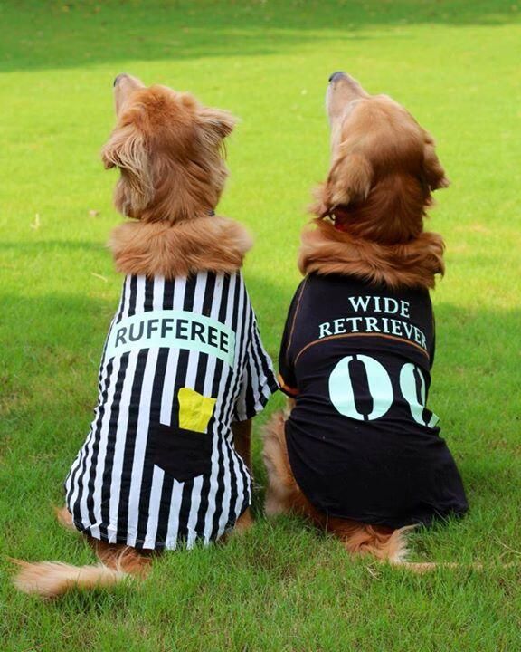 Cute Dog Halloween Costumes, Costumes For Dogs, Dog Costumes Funny, Puppy Costume, Cat Halloween Costume, Pet Halloween Costumes, Awesome Animals, Dog Halloween Costumes, Belgian Malinois