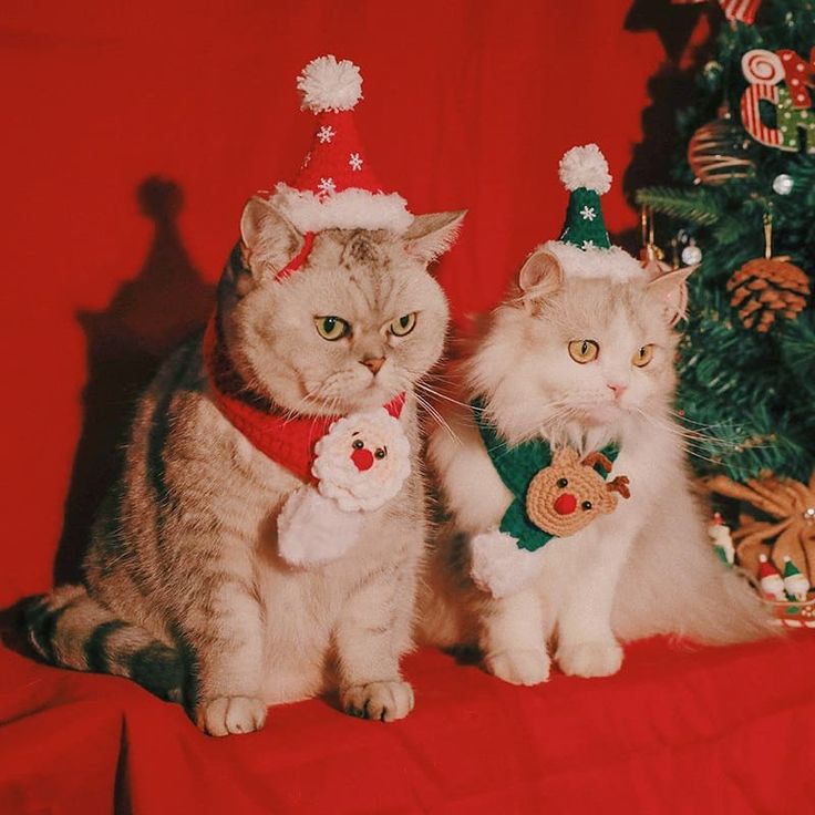 two cats sitting next to each other in front of a christmas tree with decorations on it