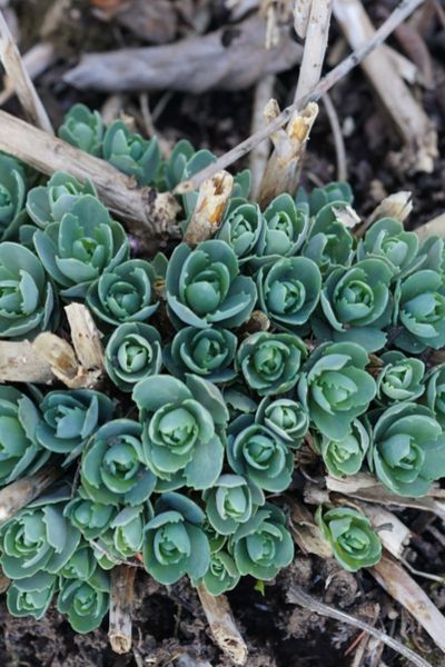 small green plants growing out of the ground