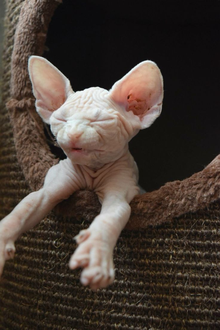 a hairless cat laying on top of a scratching post with its eyes closed and it's head up