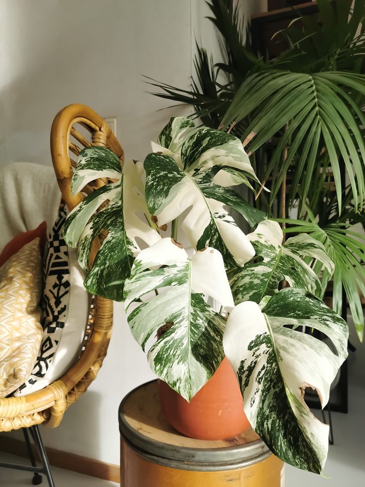 Monstera Borsigiana Albo Variegated Monstera Borsigiana, Green Soul, Variegated Monstera, Monstera Albo, Swiss Cheese Plant, Cheese Plant, Variegated Plants, Monstera Plant, Monstera Deliciosa