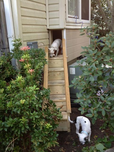 two dogs climbing up and down the stairs in front of a house, one is looking at another dog