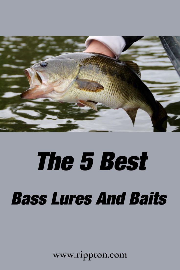 the 5 best bass lures and baits