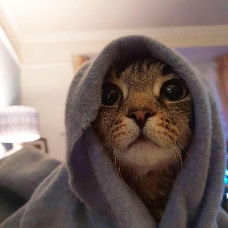 a cat is peeking out from under a blue hooded blanket with its eyes wide open