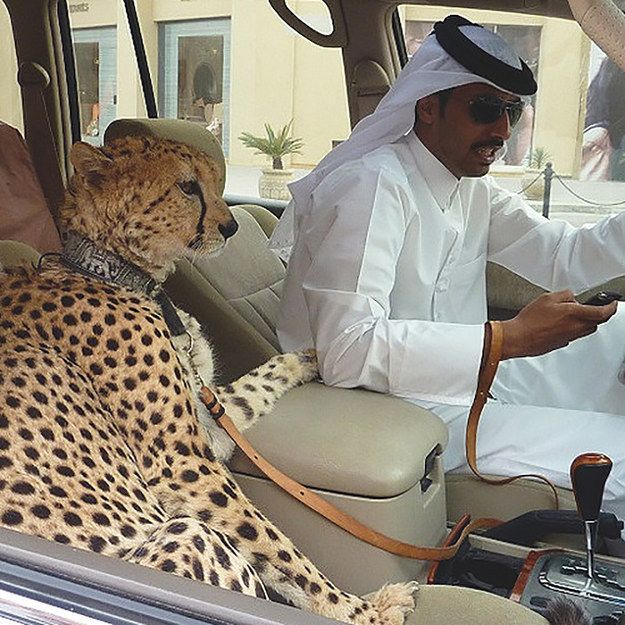 a man sitting in the driver's seat of a car next to a cheetah