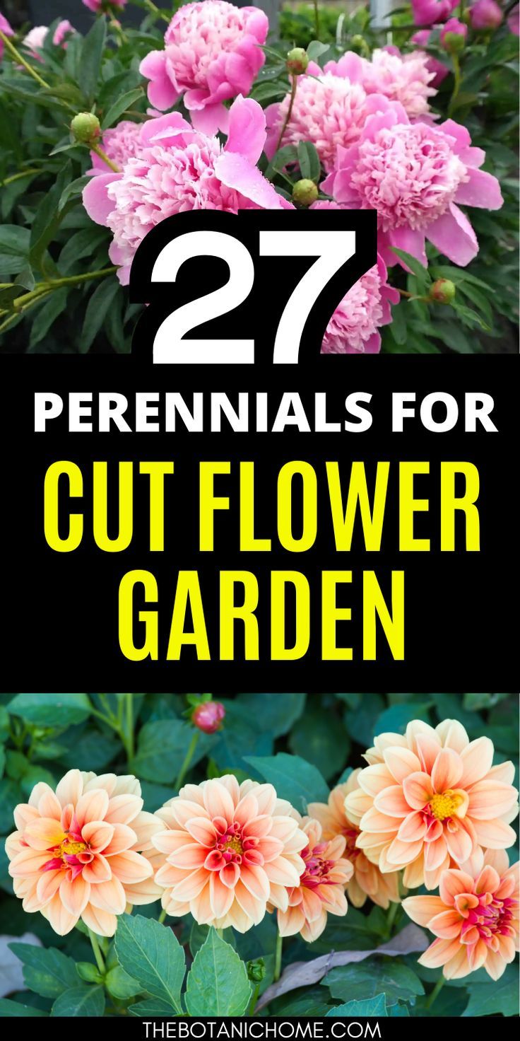 27 beautiful perennials perfect for cut flowers, showcasing vibrant blooms suitable for flower garden layouts and cut flower gardens. Flower Farm Layout, Sun Flower Garden, House Flower Garden, Garden Ideas In Front Of House, Pollinator Garden Design, Small Garden Layout, Flower Garden Layouts, Perennial Garden Plans, Flower Garden Plans