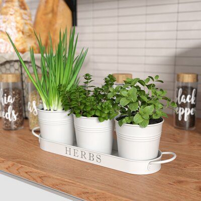 three potted plants sitting on top of a wooden shelf in front of a sign that says herbs