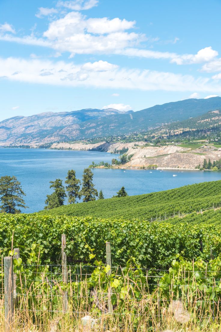 a vineyard with water in the background and mountains to the side on a sunny day