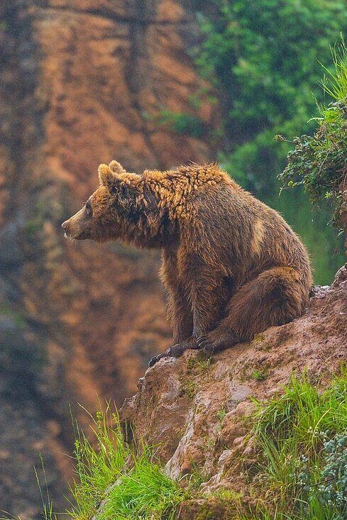 a brown bear sitting on top of a large rock