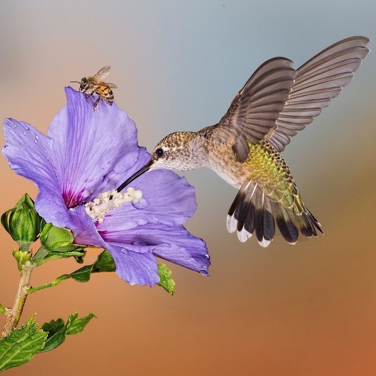 a hummingbird hovering over a purple flower with a bee on it's wing