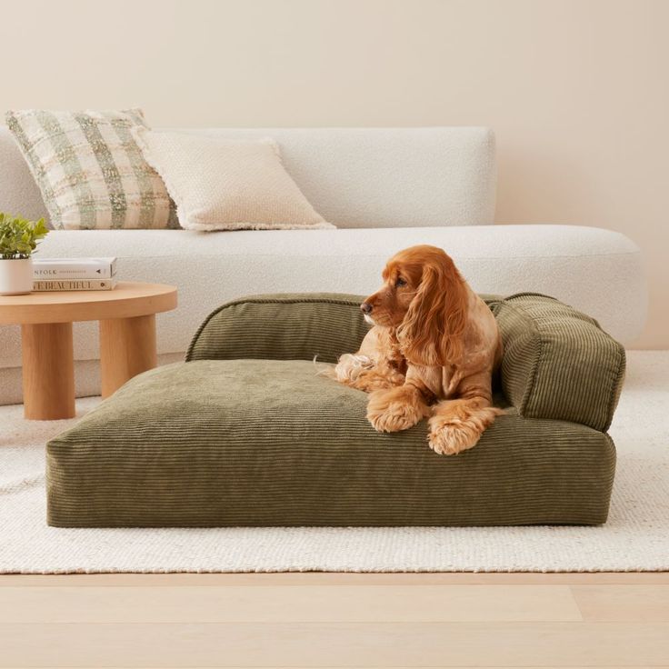 a brown dog sitting on top of a green bed in front of a white couch