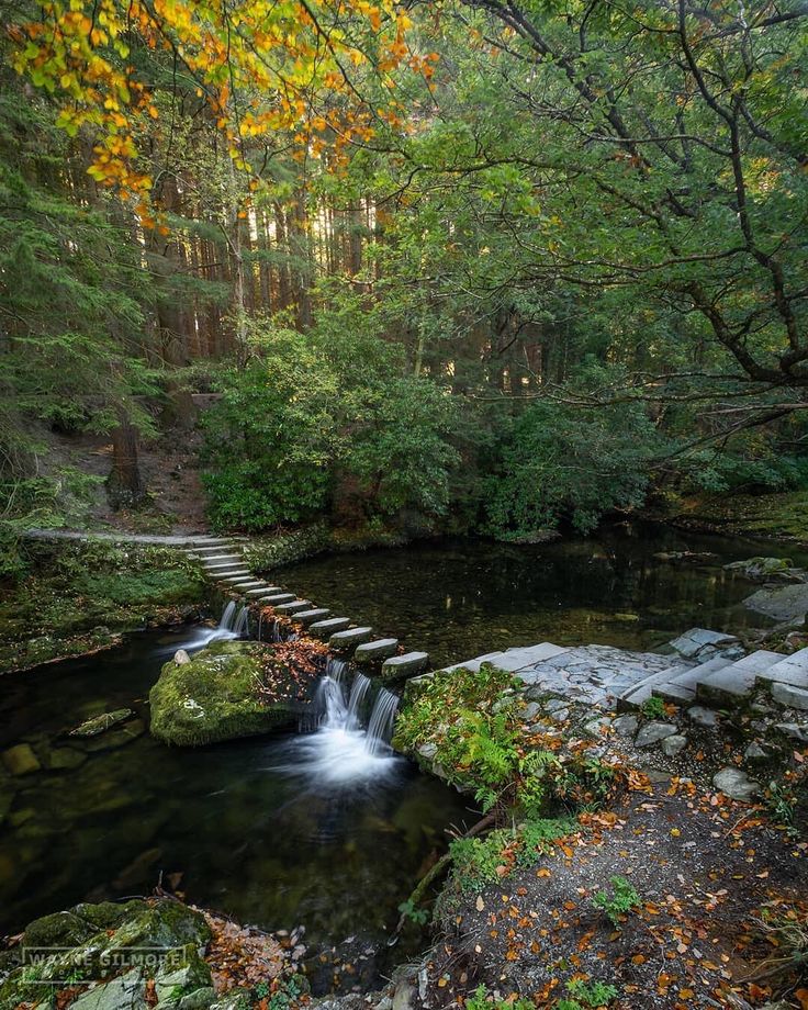 a small stream running through a forest filled with trees