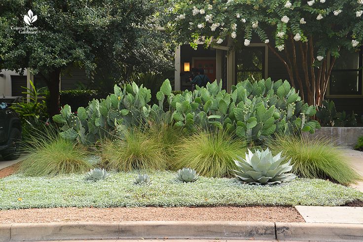 some plants are growing in front of a house