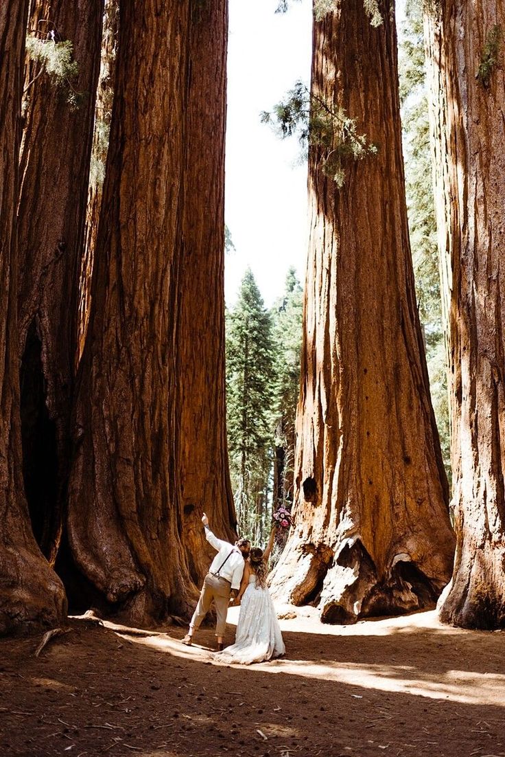 two people standing in the middle of a forest surrounded by giant sequts and trees