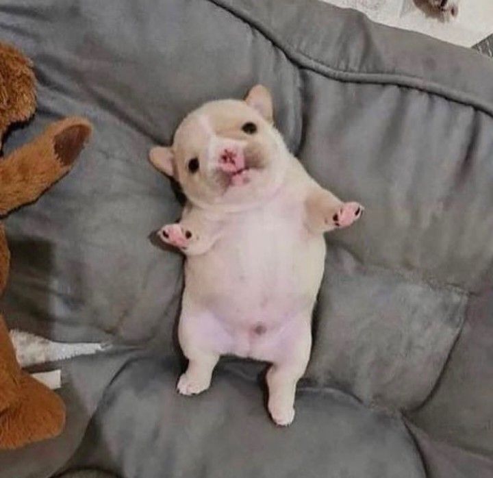 a small white dog laying on top of a couch next to a stuffed animal bear