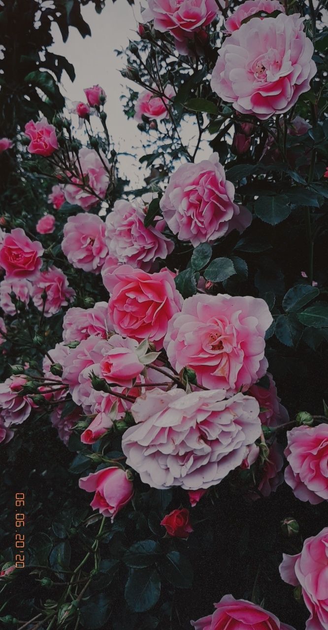 many pink roses are blooming on the bush in front of a gray and white sky