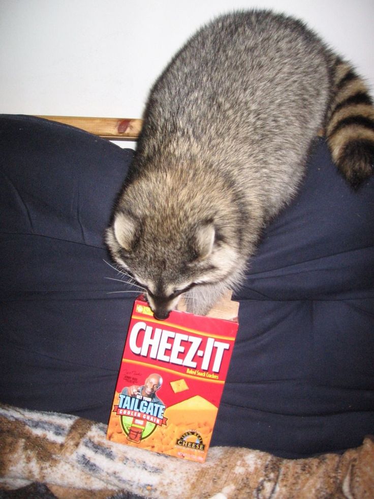 a cat is playing with a box of cheezit on the bed in front of him