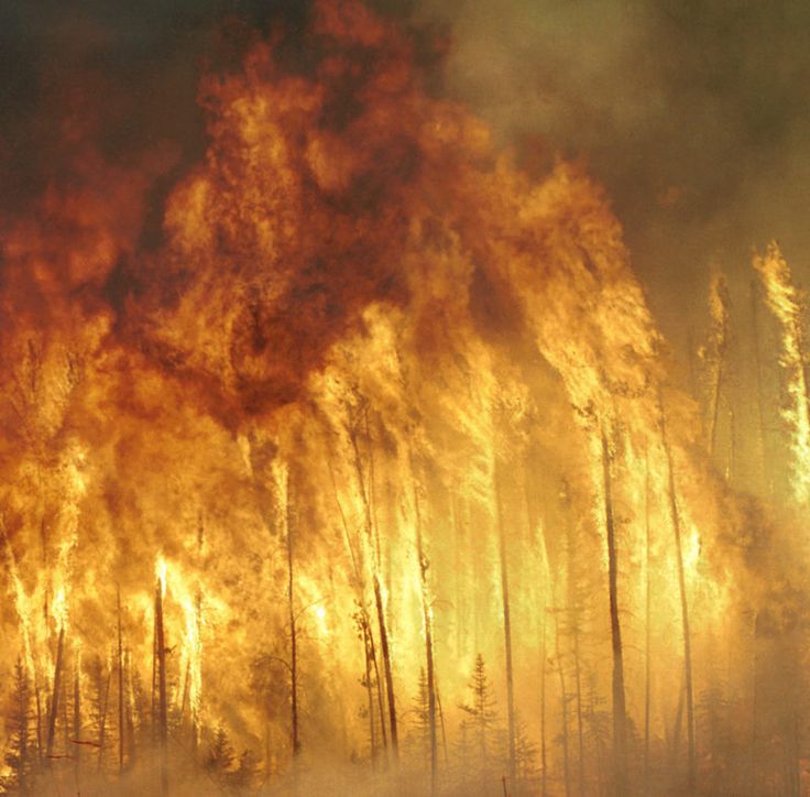 a forest filled with lots of trees covered in fire