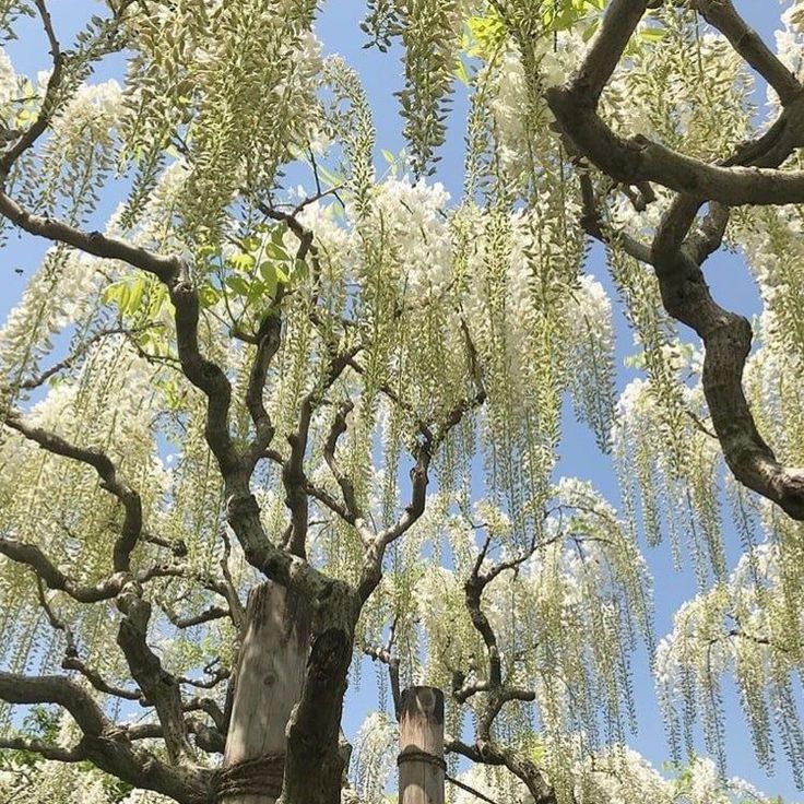 a large tree with white flowers in front of a blue sky