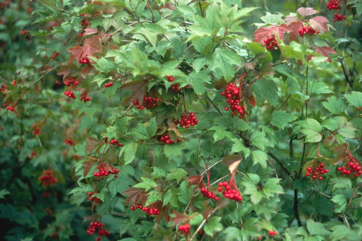 red berries are growing on the green leaves