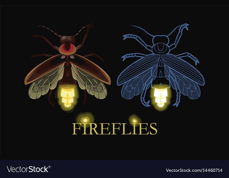 two bugs with lights on their backs and the words fireflies