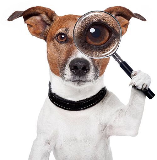 a dog holding a magnifying glass up to its eye with it's paw