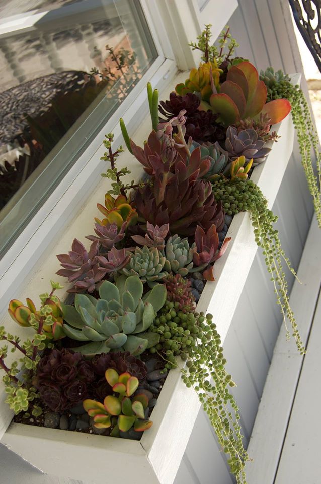 a window sill filled with succulents and other plants on the side of a house