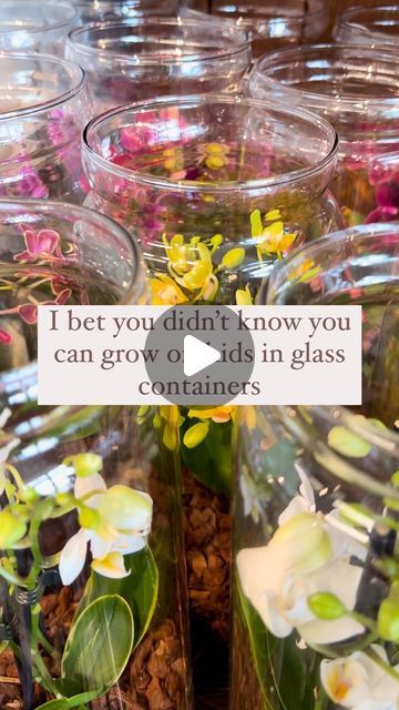 some glass jars filled with flowers and dirt