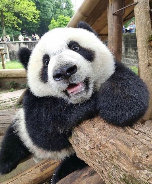 a panda bear sitting on top of a tree branch