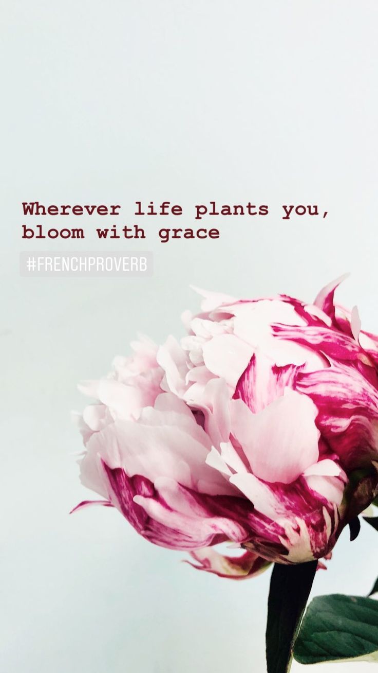 a pink flower in a vase with a quote on it