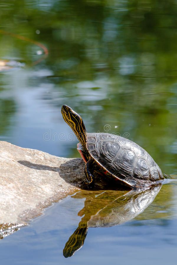 a turtle sitting on top of a rock in the water with text reading how long can my turtle stay out of water?