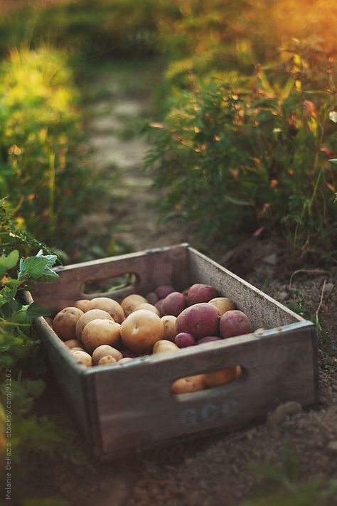 a wooden box filled with lots of different types of fruit and veggies in the grass