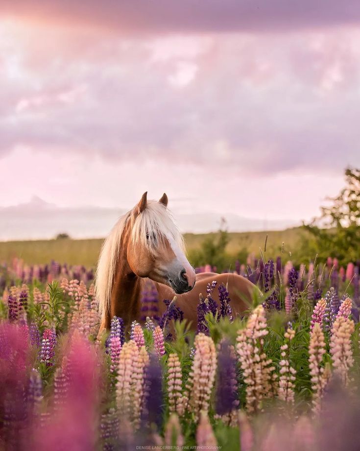 a horse standing in a field of flowers