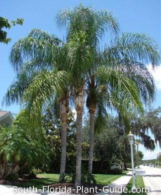 three palm trees in front of a house