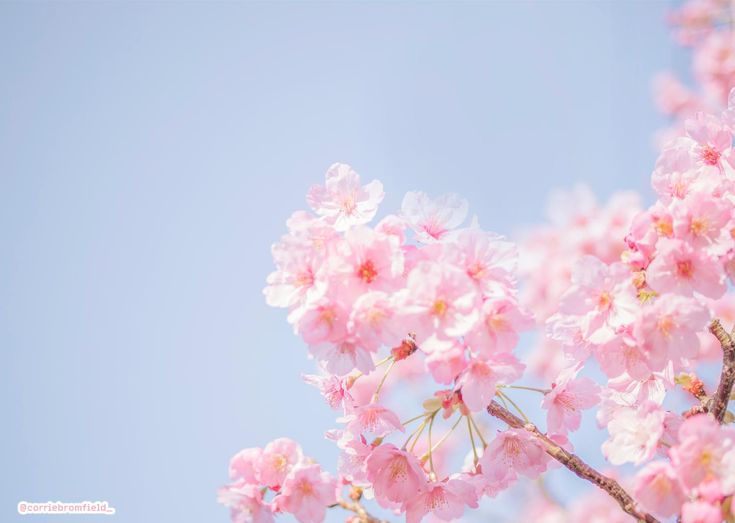 pink flowers are blooming on the branches of a tree with blue sky in the background