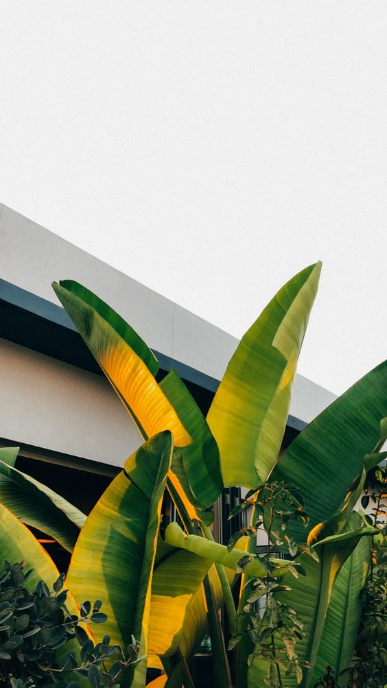 some very pretty green plants in front of a building